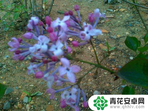 丁香花如何手机拍 丁香花绽开的画面手机摄影方法