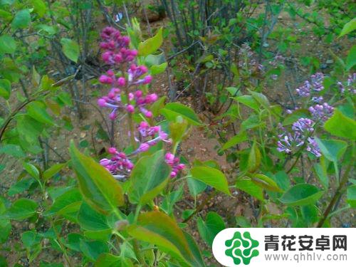 丁香花如何手机拍 丁香花绽开的画面手机摄影方法