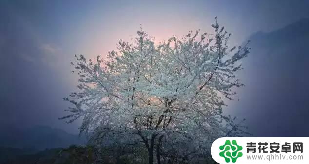 手机怎么修樱花照片的 重庆小众景点露营赏花推荐